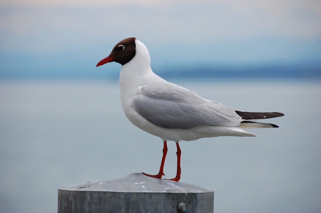 seagull  bird  nature free photo