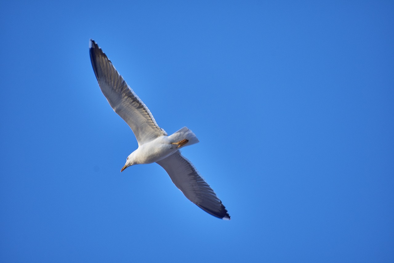 seagull  feathers  pen free photo