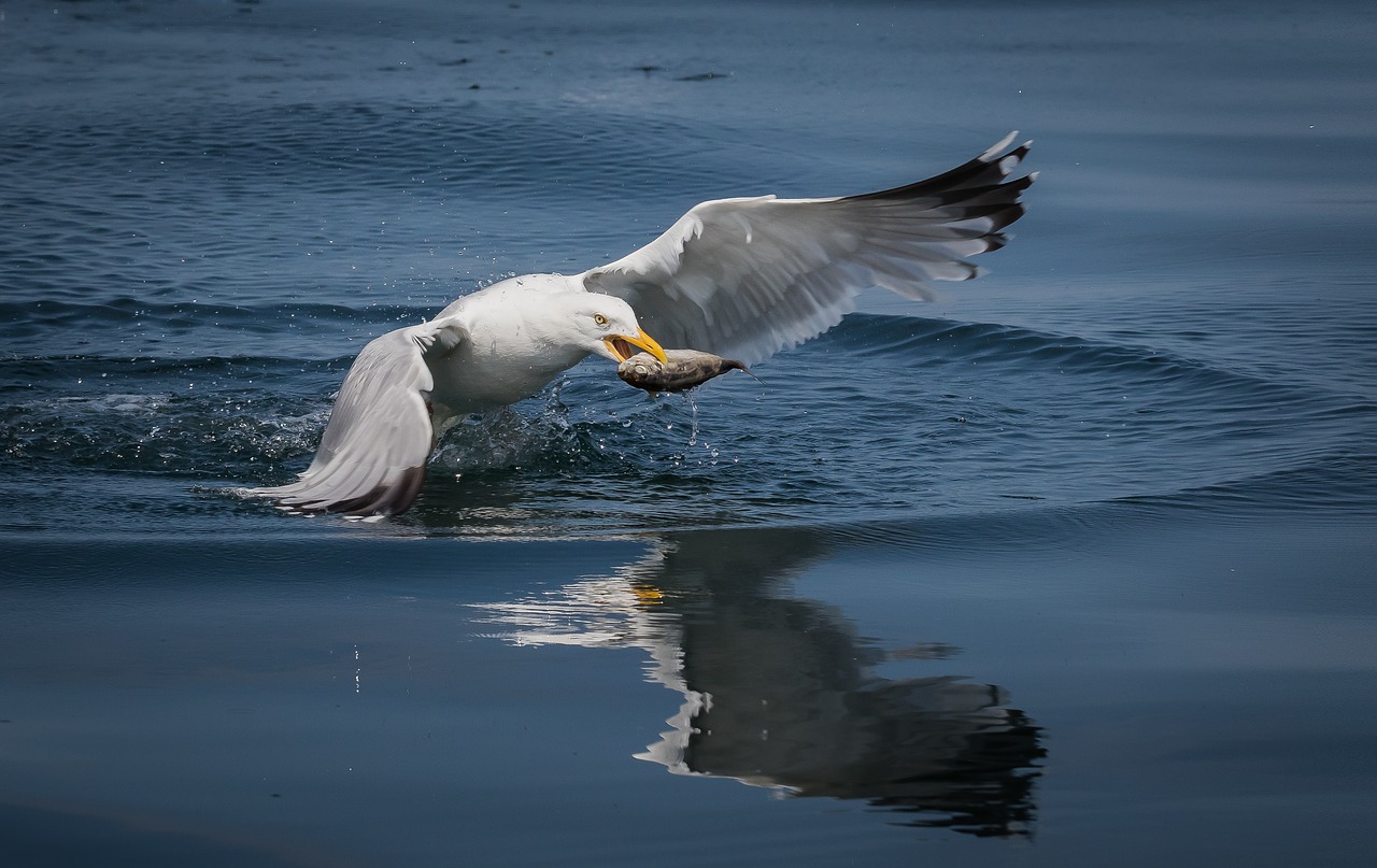 seagull  fish  sea free photo