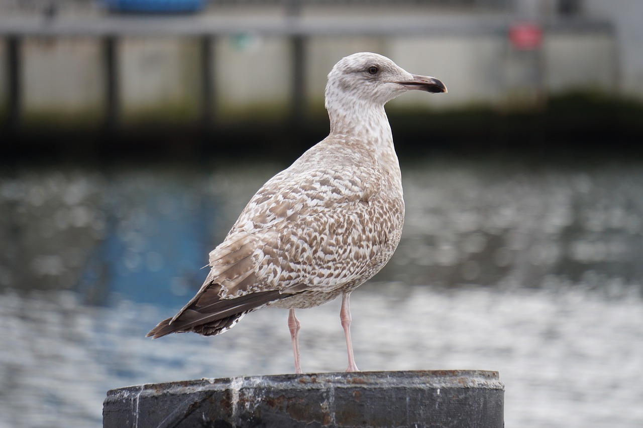 seagull  gull  sky free photo