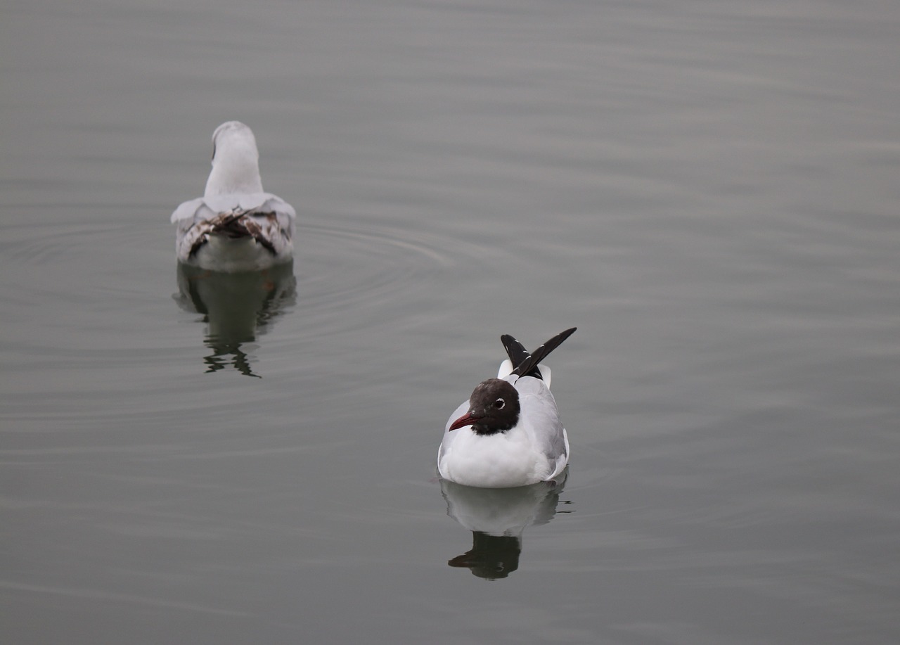 seagull  bird  animal free photo