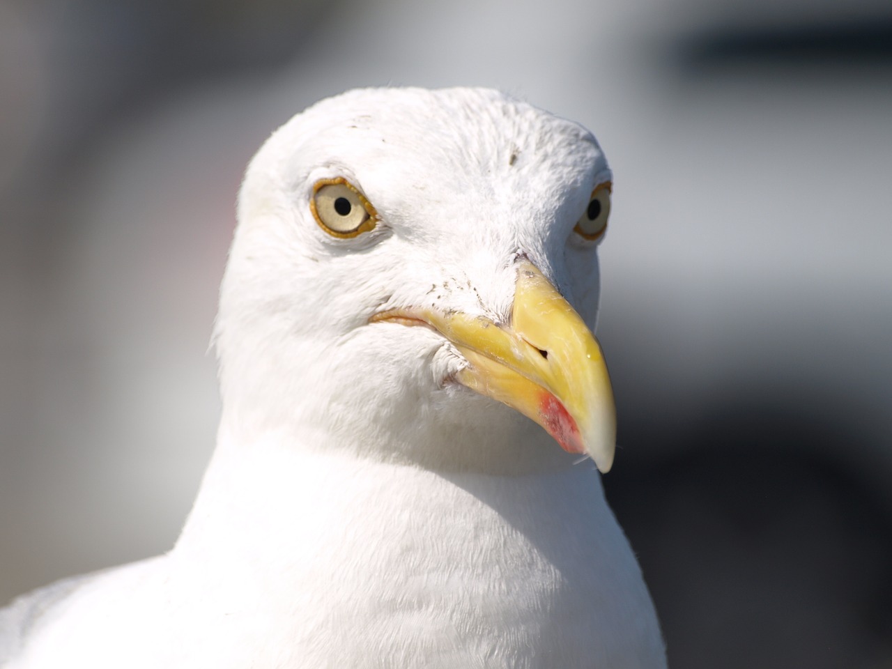 seagull bird water bird free photo