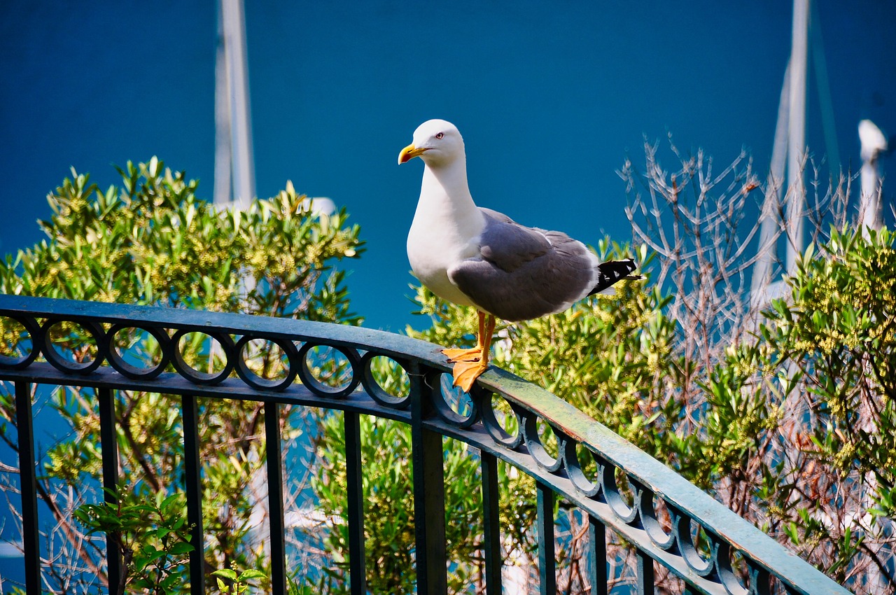 seagull  bird  sea free photo