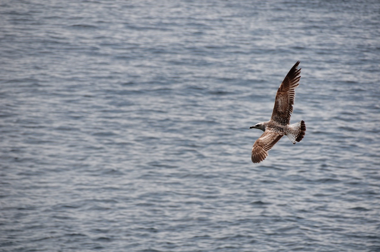 seagull  flight  sea free photo