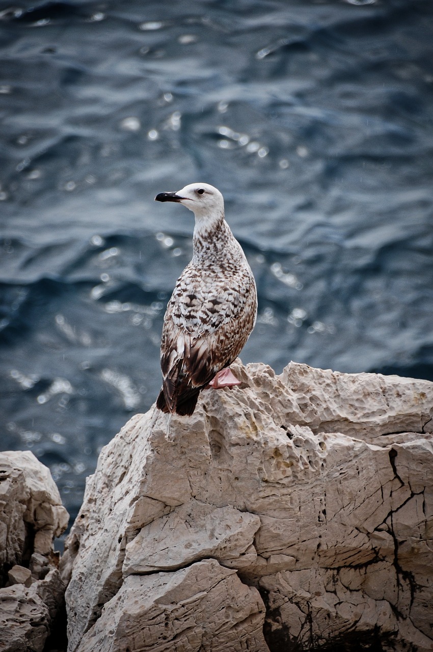 seagull  animal  portrait free photo