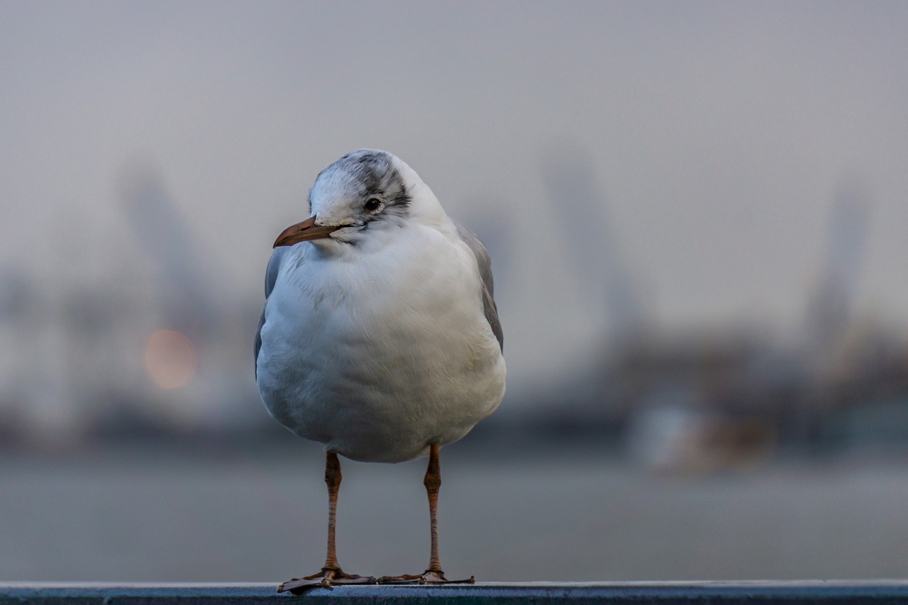 seagull  elbe  bird free photo