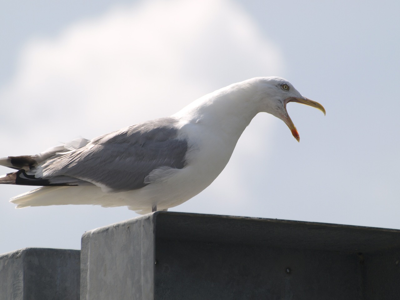 seagull screech call free photo