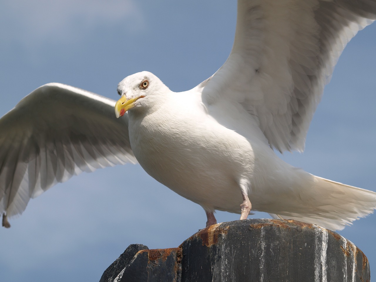 seagull wing bird free photo