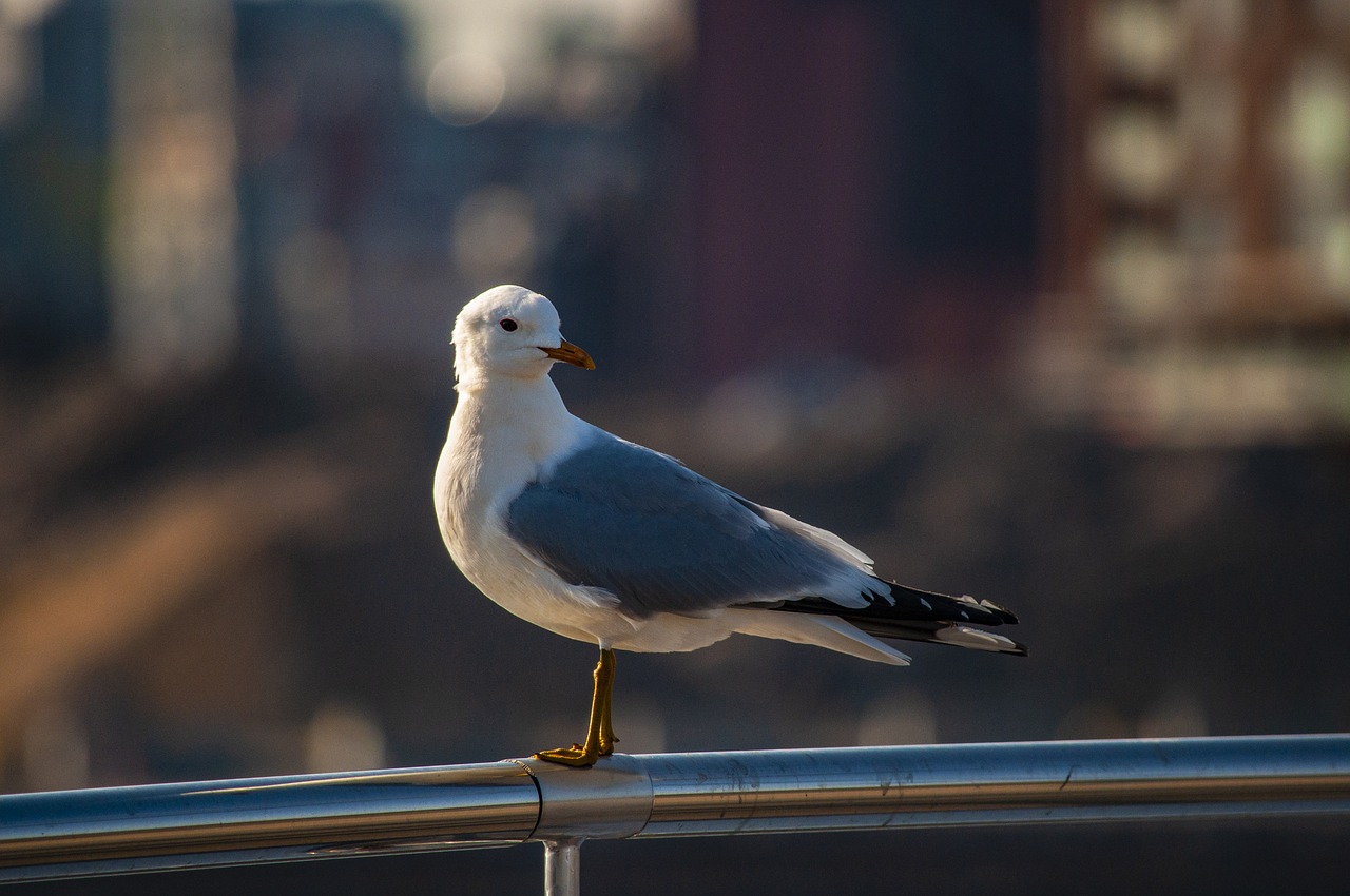 seagull  bird  animal free photo