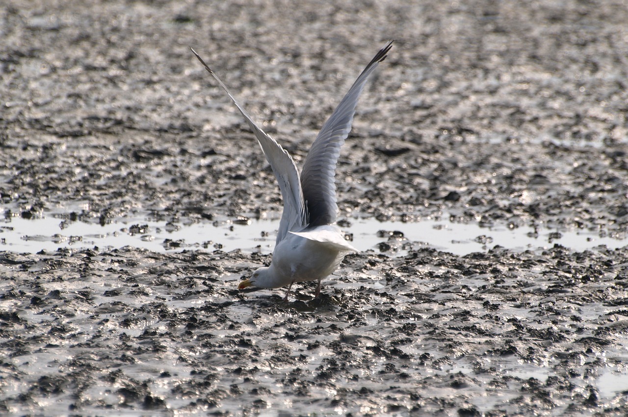 seagull watts wadden sea free photo