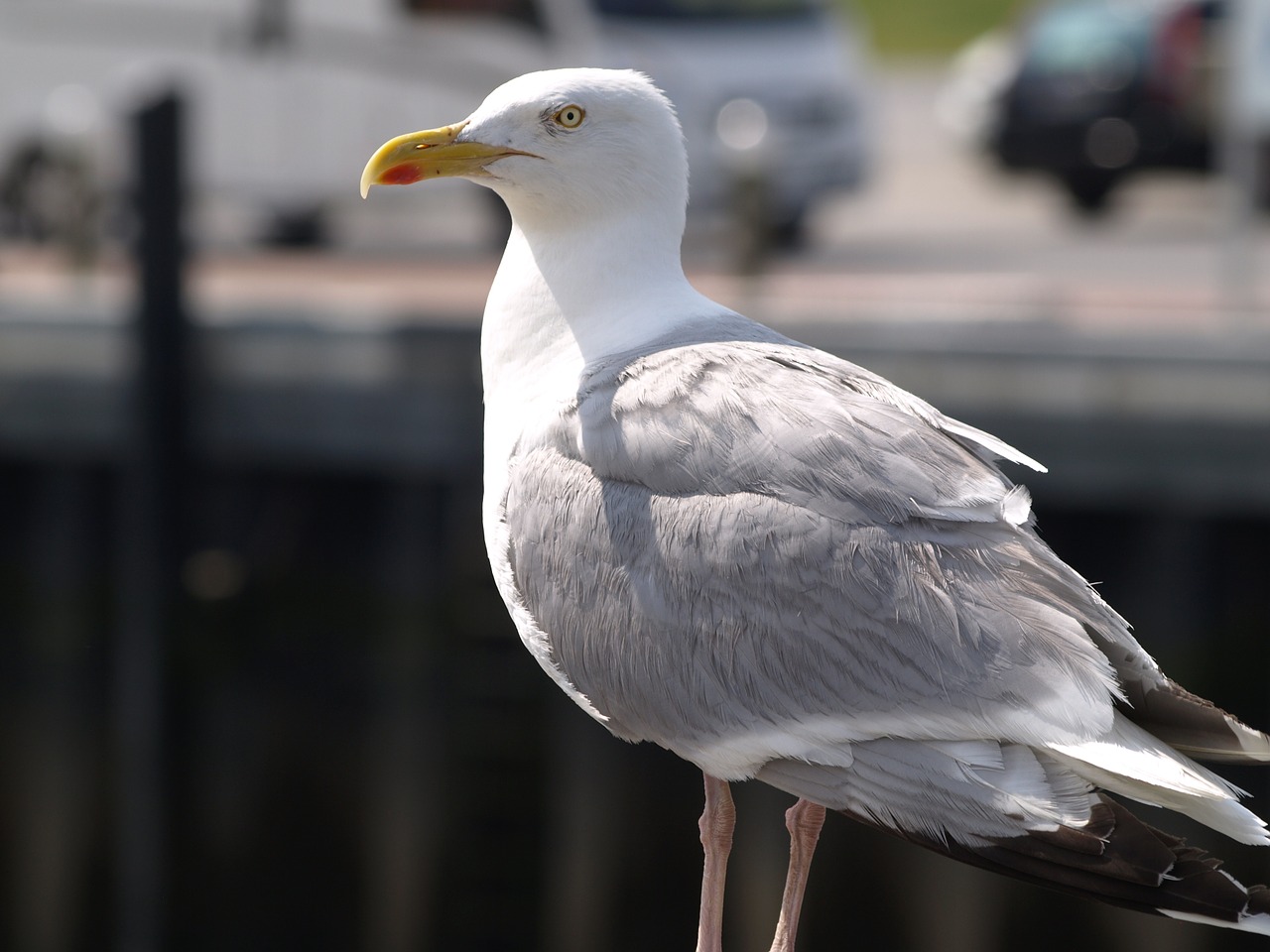 seagull port north sea free photo