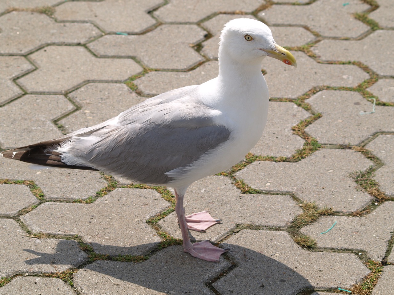 seagull bird water bird free photo