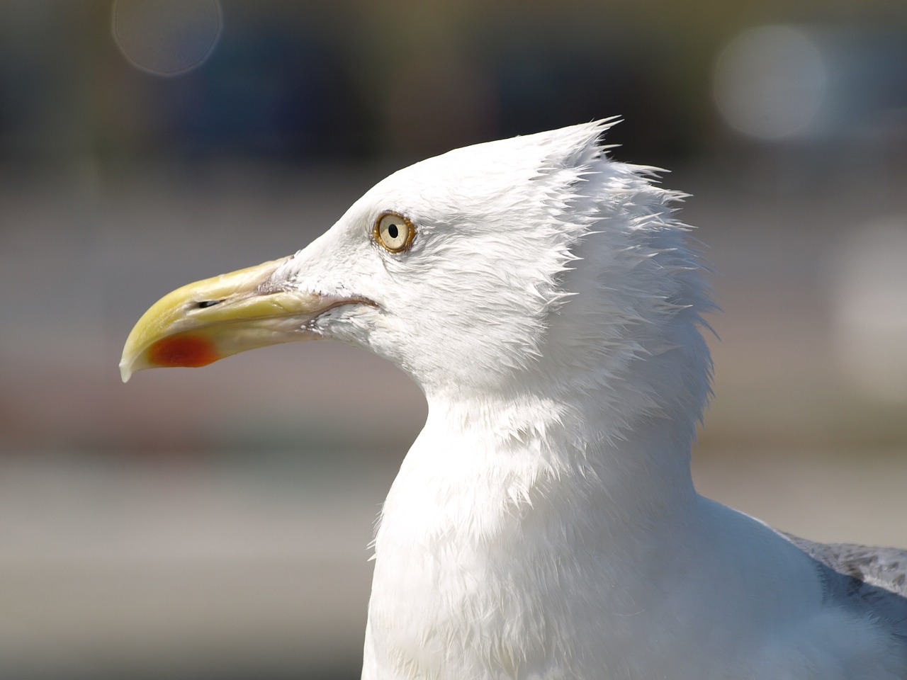 seagull slice breezes bill free photo