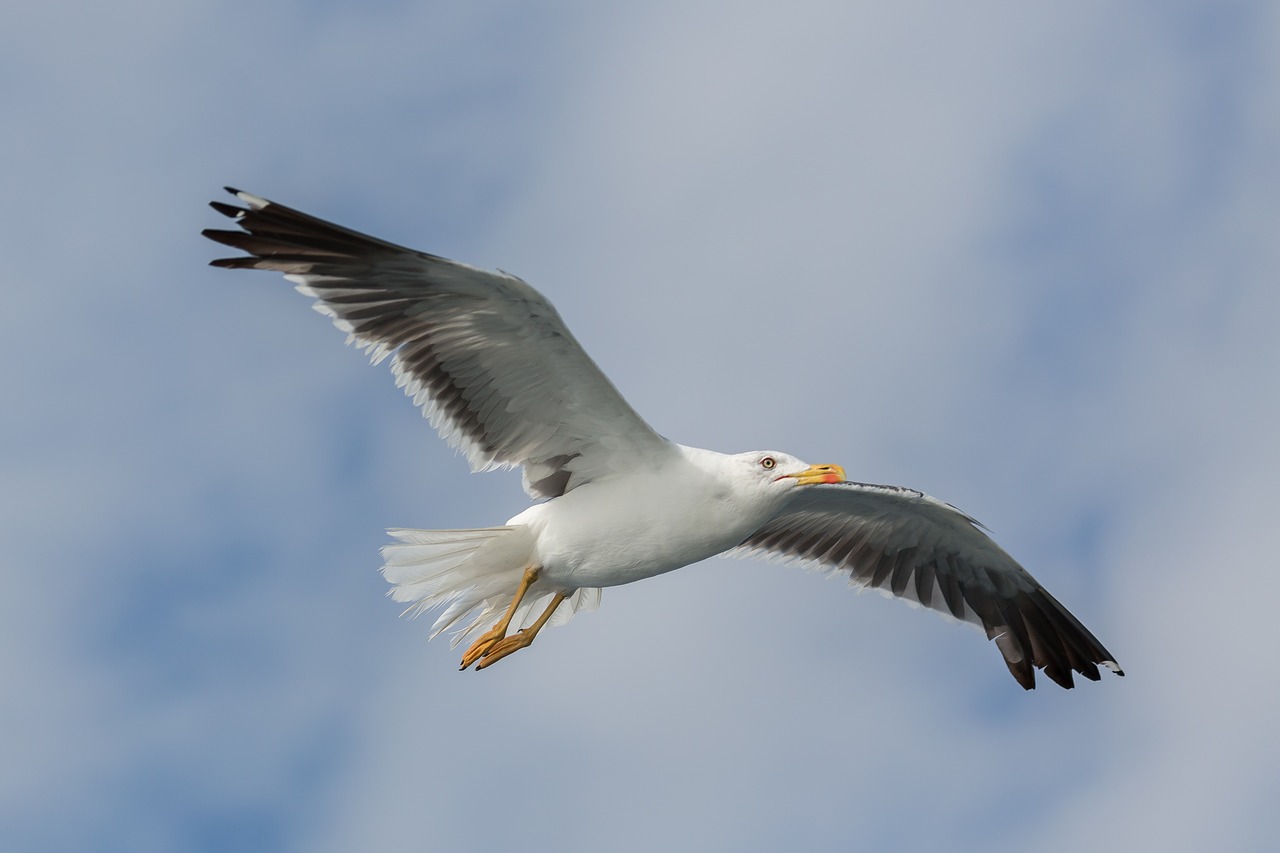 seagull  bird  nature free photo