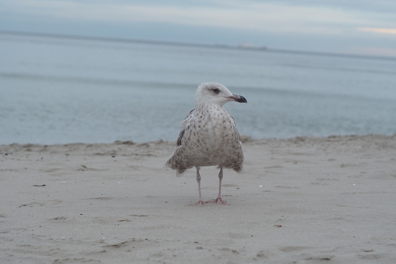 seagull  sea  bird free photo