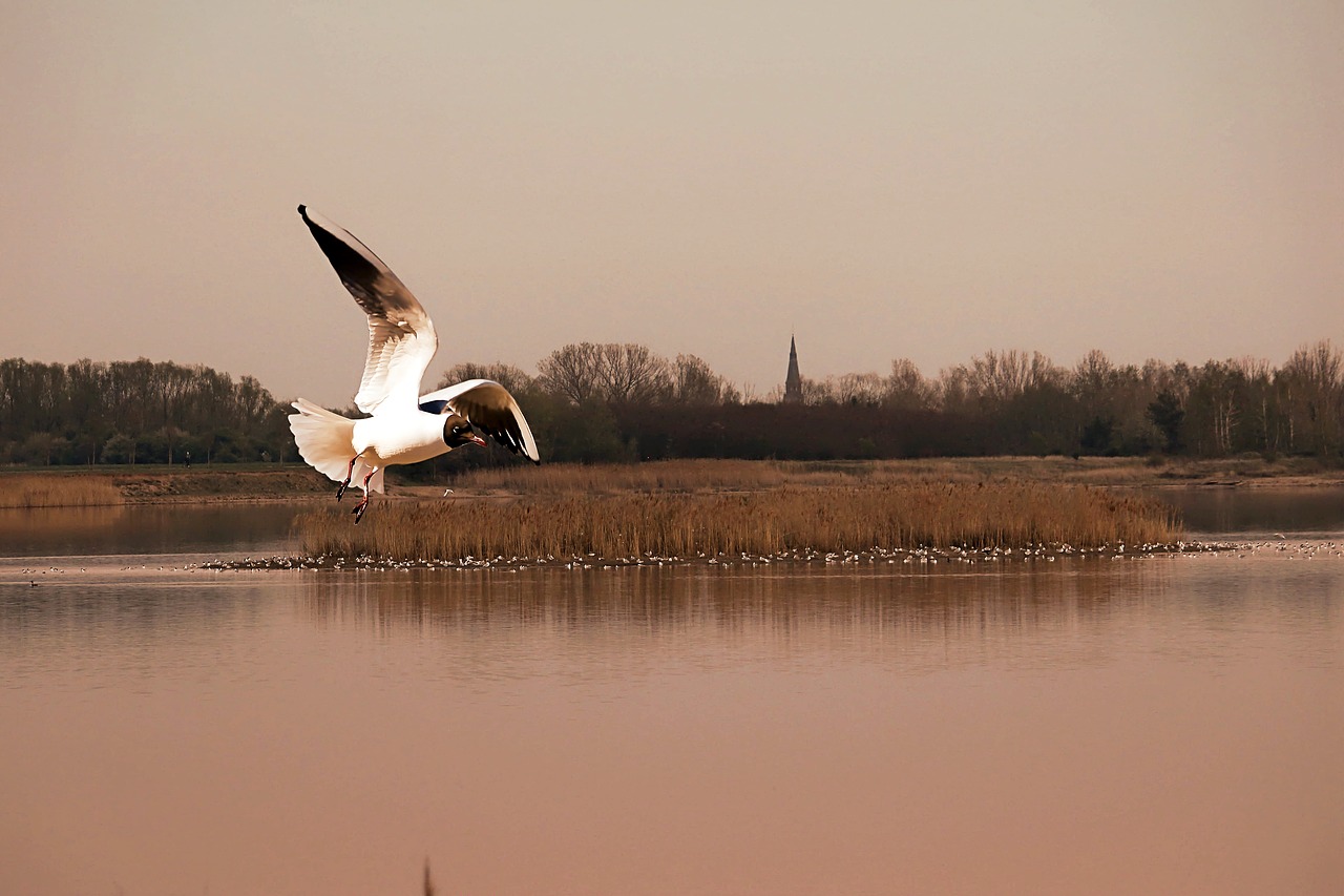 seagull  flies  dusk free photo