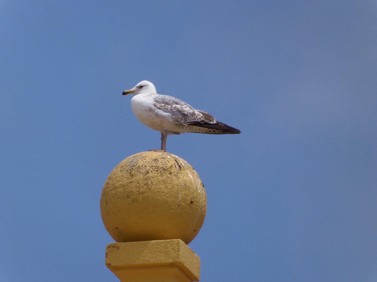 seagull birds animals free photo