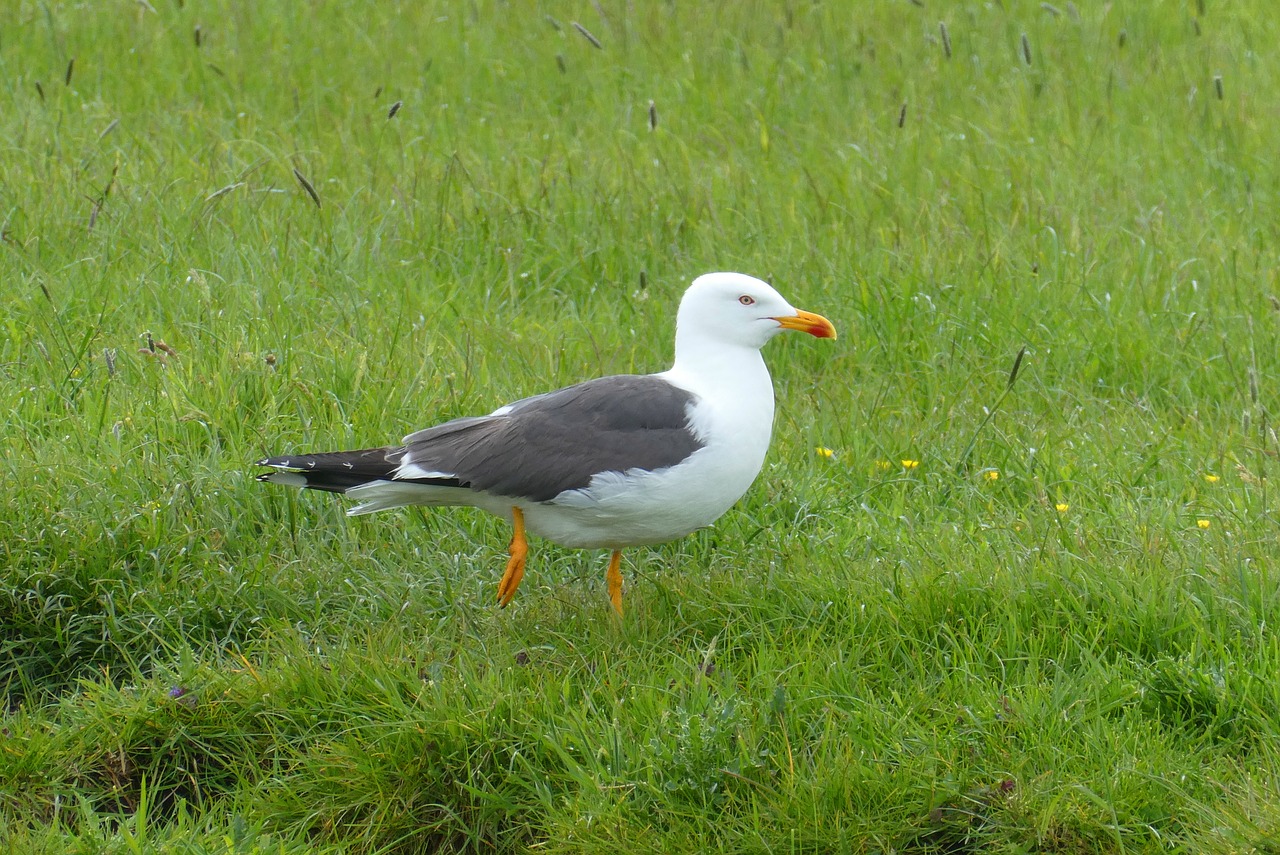 seagull  bird  feathers free photo