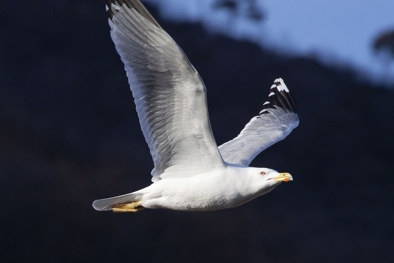 seagull  sea  bird free photo