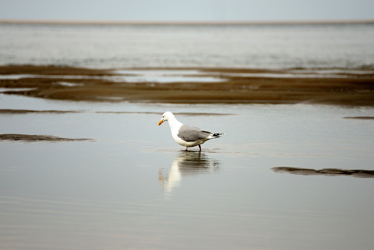 seagull  sea  beach free photo
