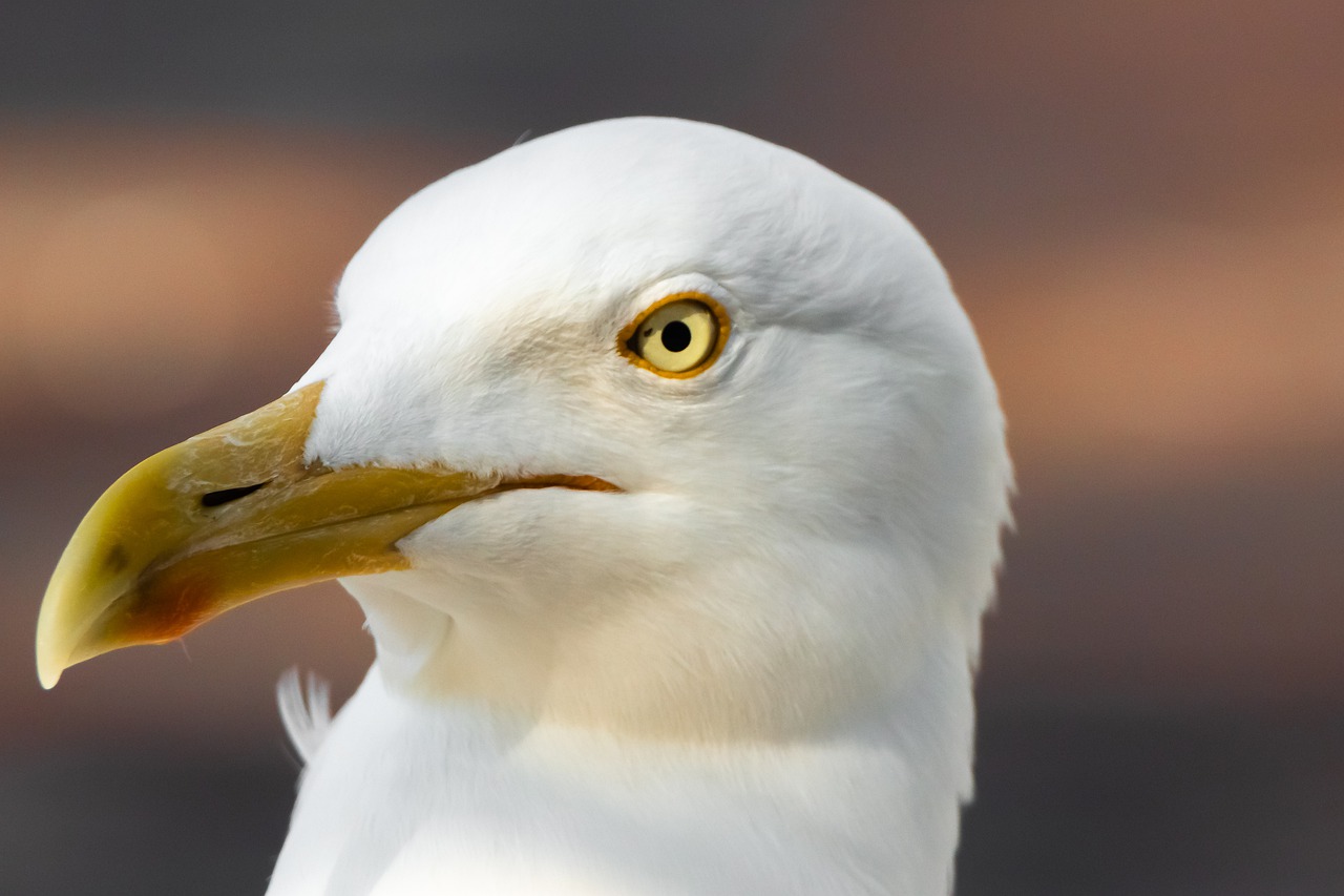 seagull  bird  animal free photo