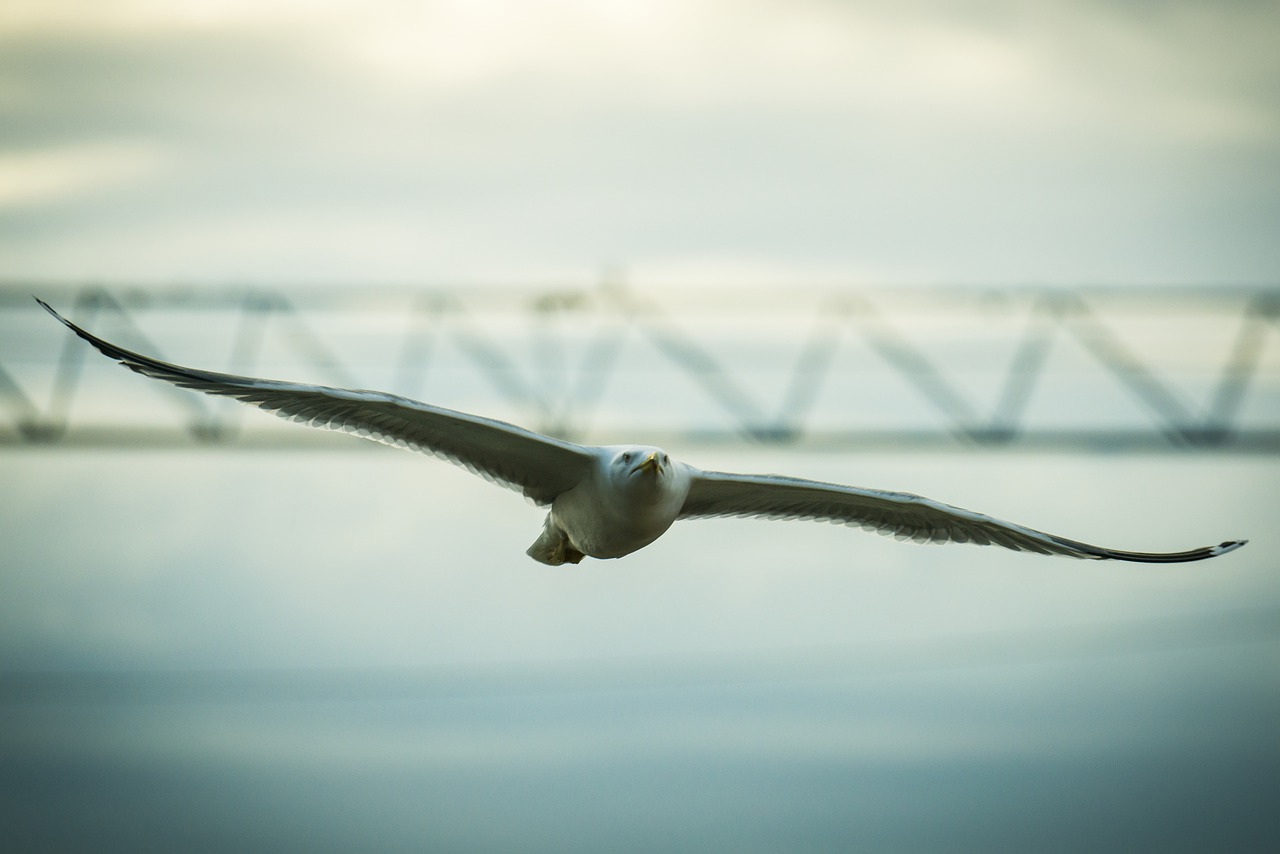 seagull  bird  the sky free photo