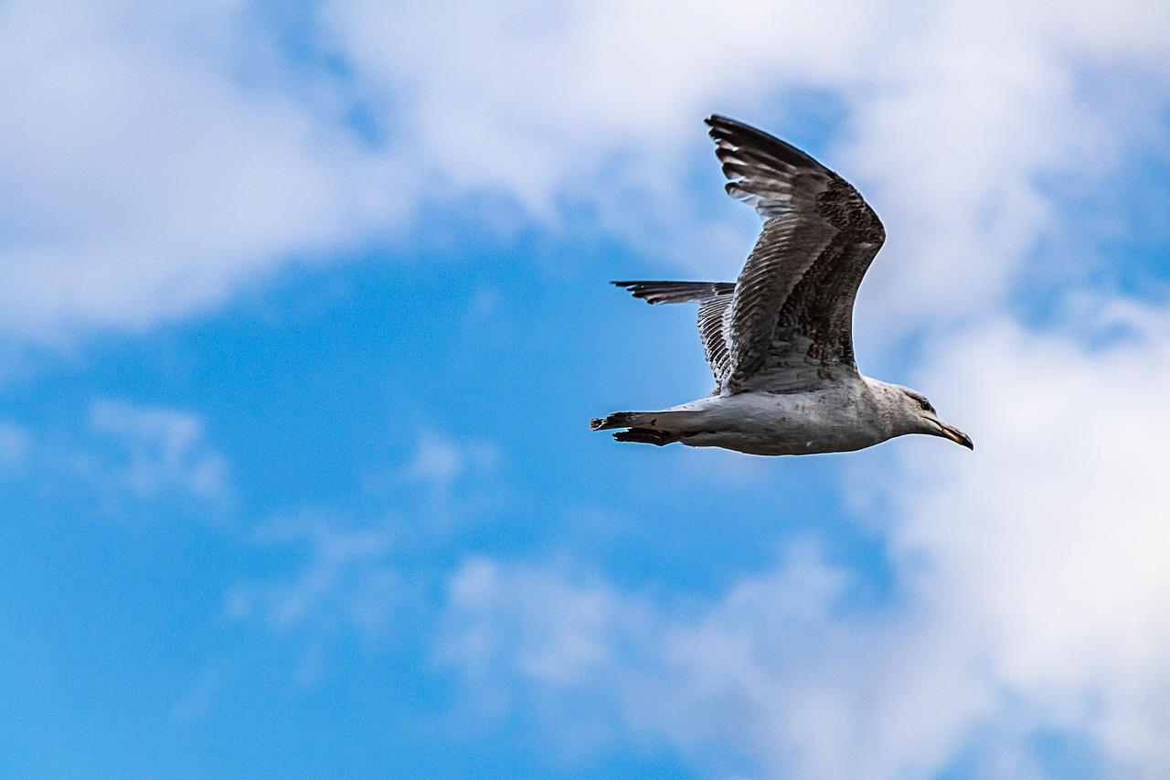 seagull  flying  sky free photo