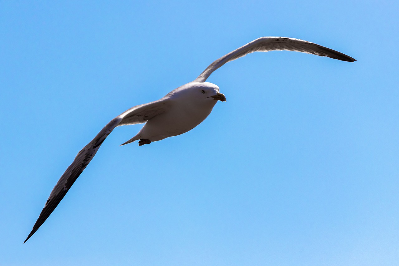 seagull  flying  bird free photo