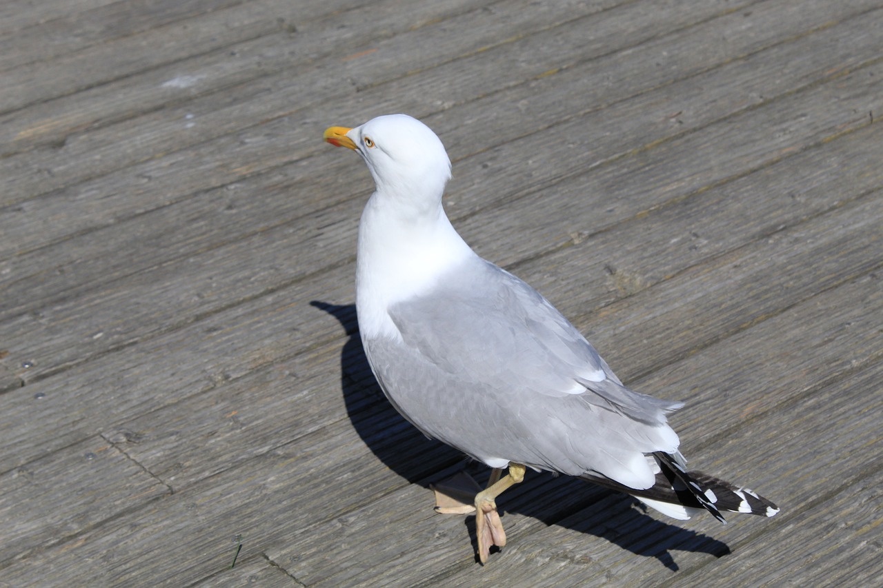 seagull  bird  animal free photo