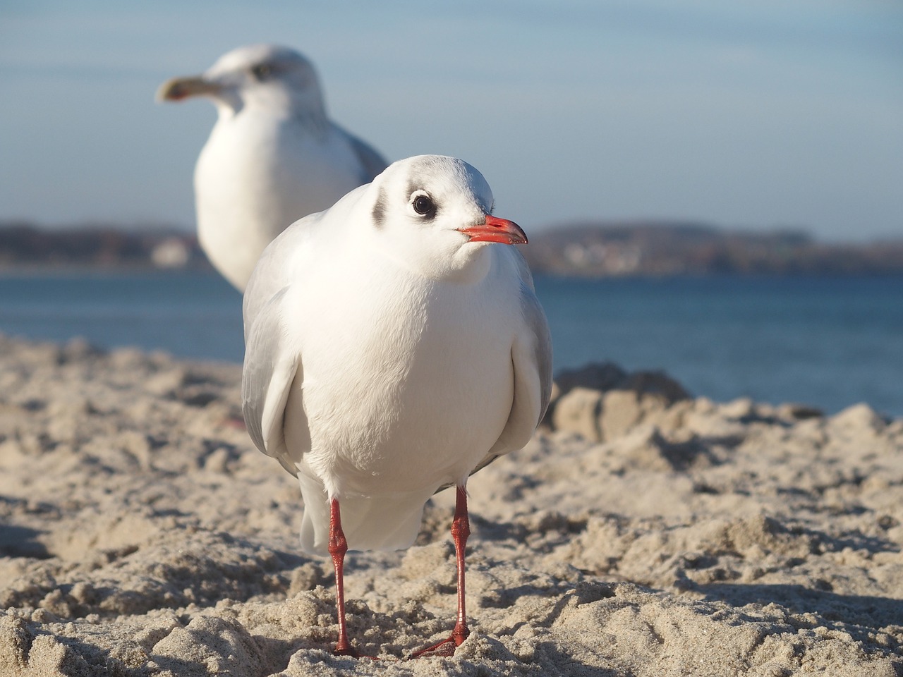 seagull  beach  baltic sea free photo