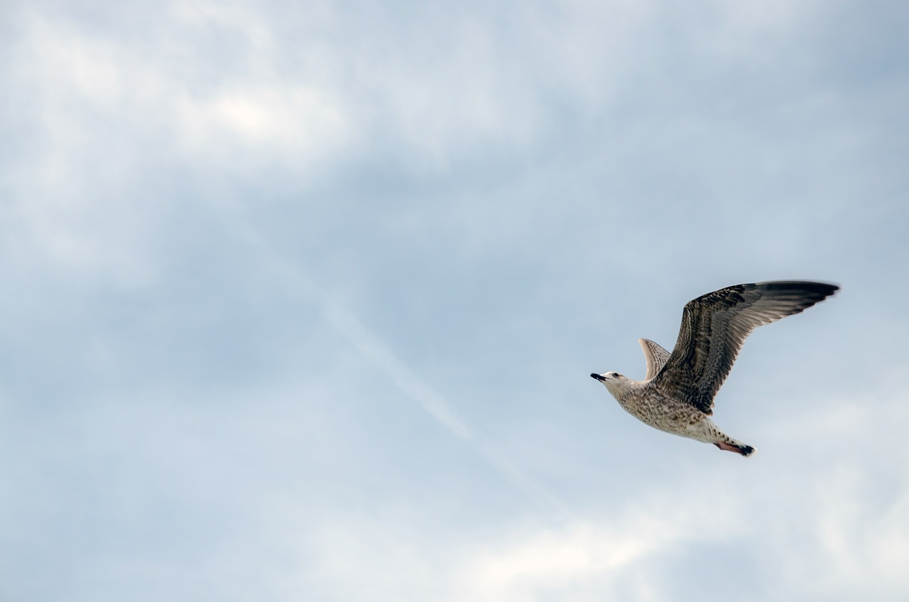 seagull bird coast free photo