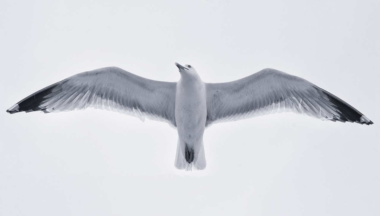 seagull  white  nero free photo