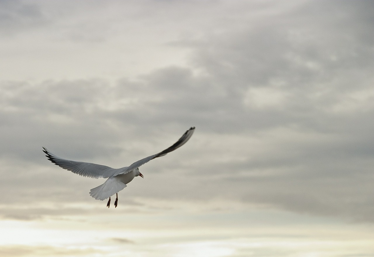 seagull bird fly free photo