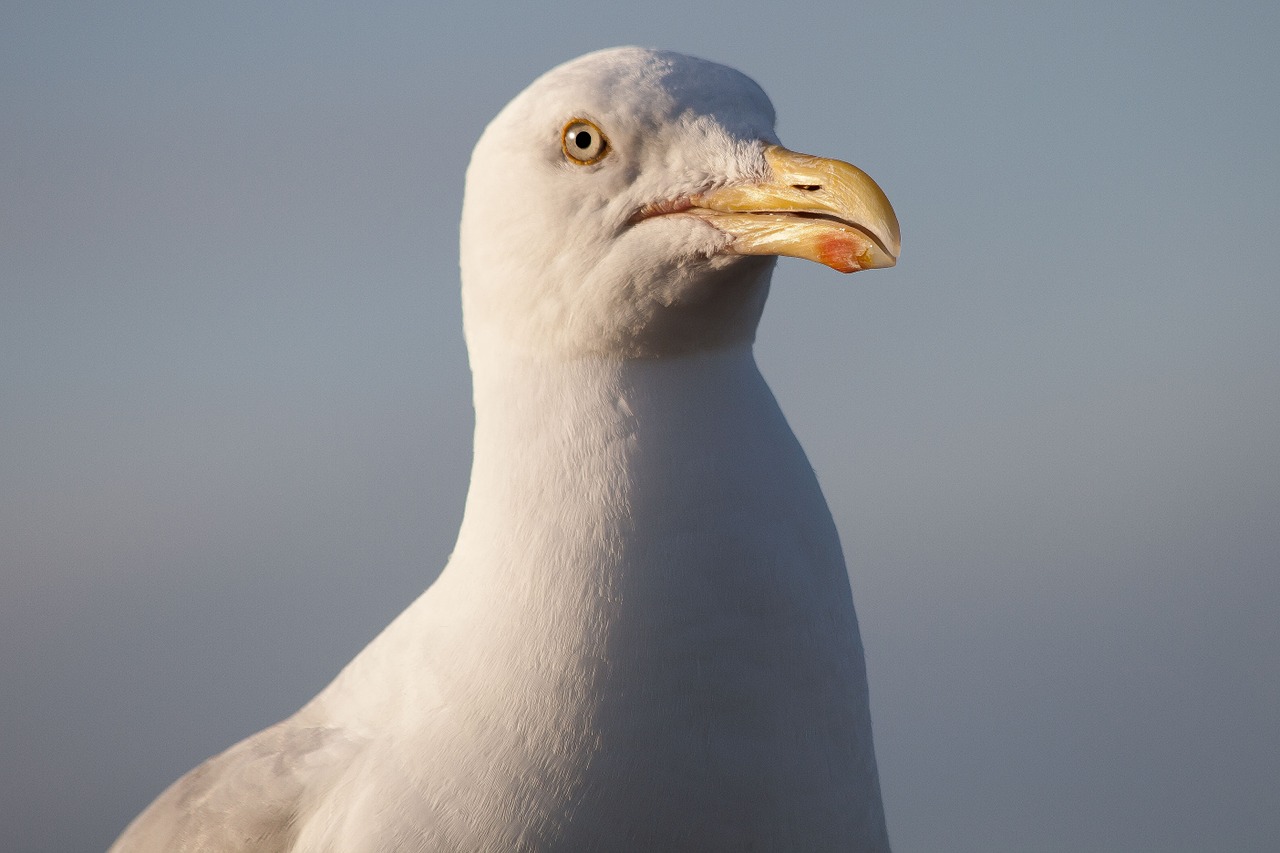 seagull laridae bird free photo