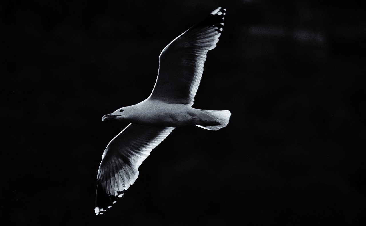 seagull  bird  art free photo