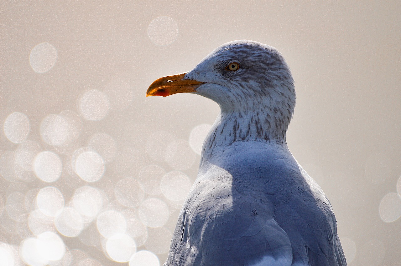 seagull  bird  animals free photo