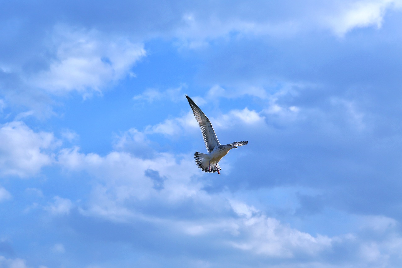 seagull  new  wing free photo