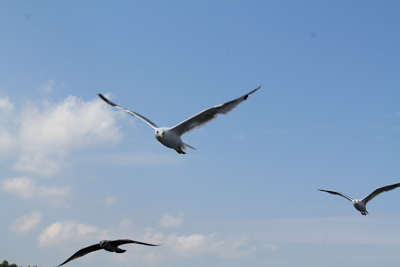 seagull bird sea gull free photo