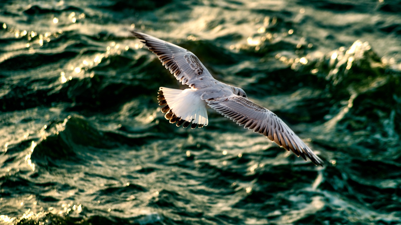 seagull  sea  bird free photo