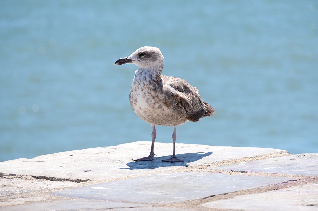 seagull  bird  sea free photo