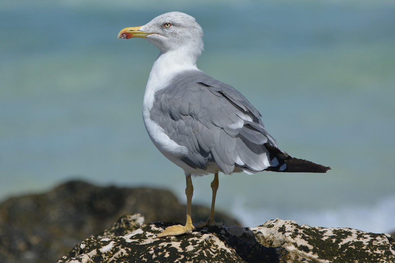 seagull animals nature free photo