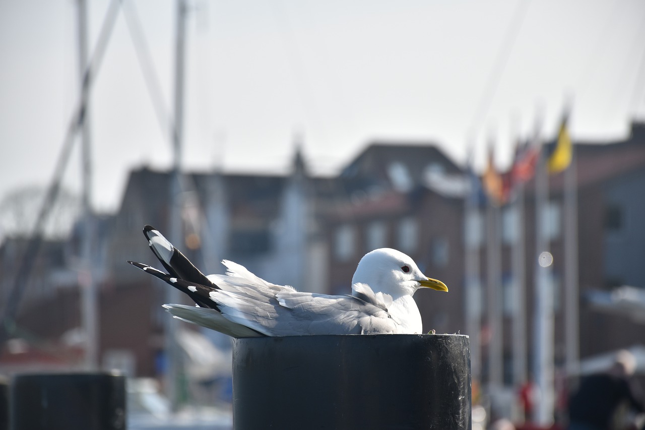 seagull  sea  port free photo