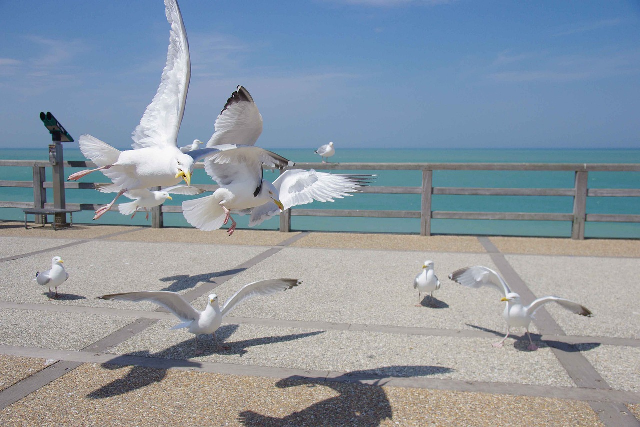 seagull  sea  bird free photo