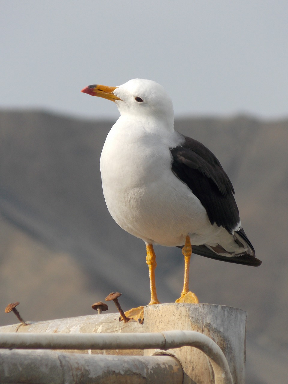 seagull  birds  animals free photo