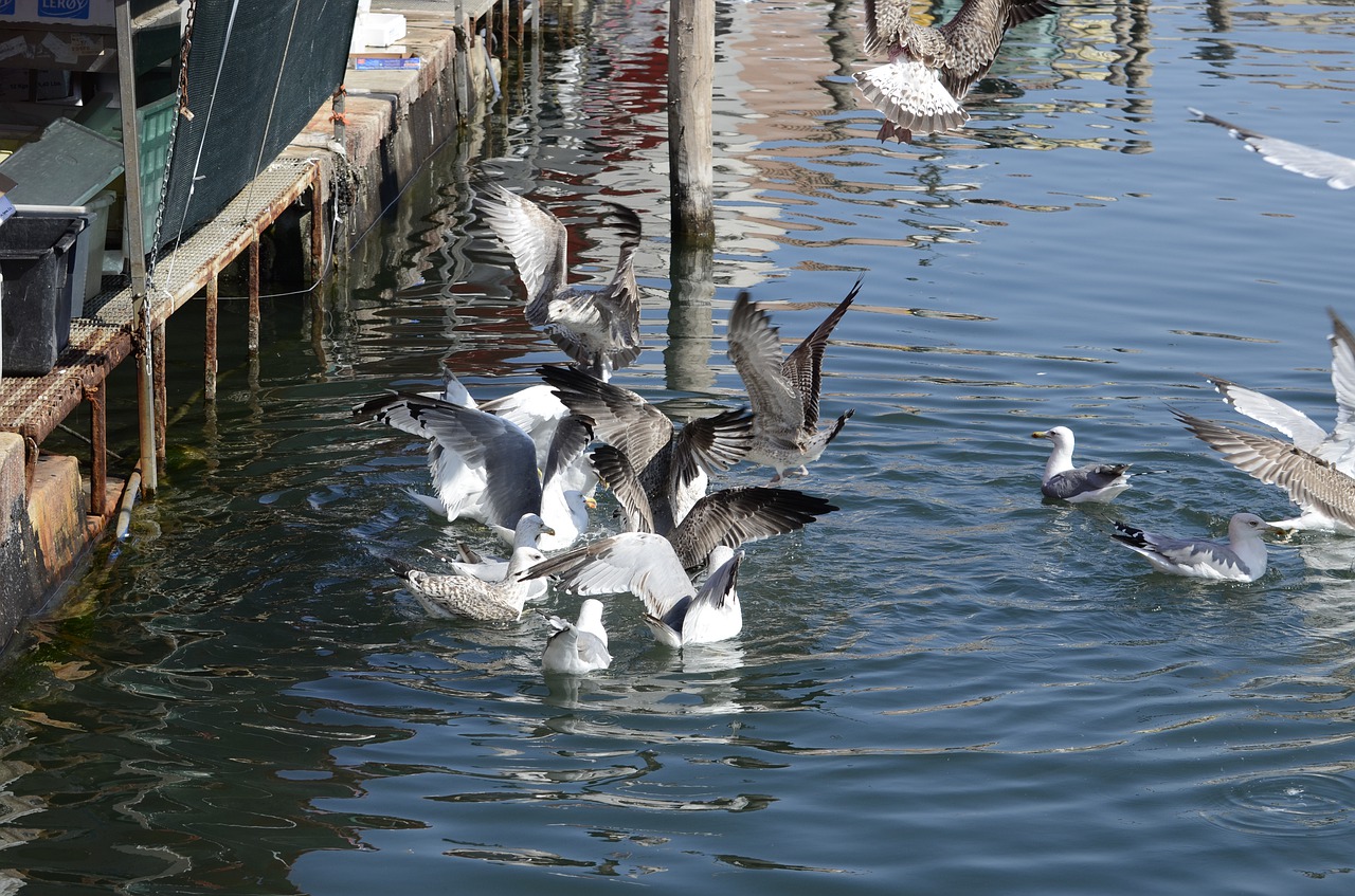 seagull  italy  bird free photo