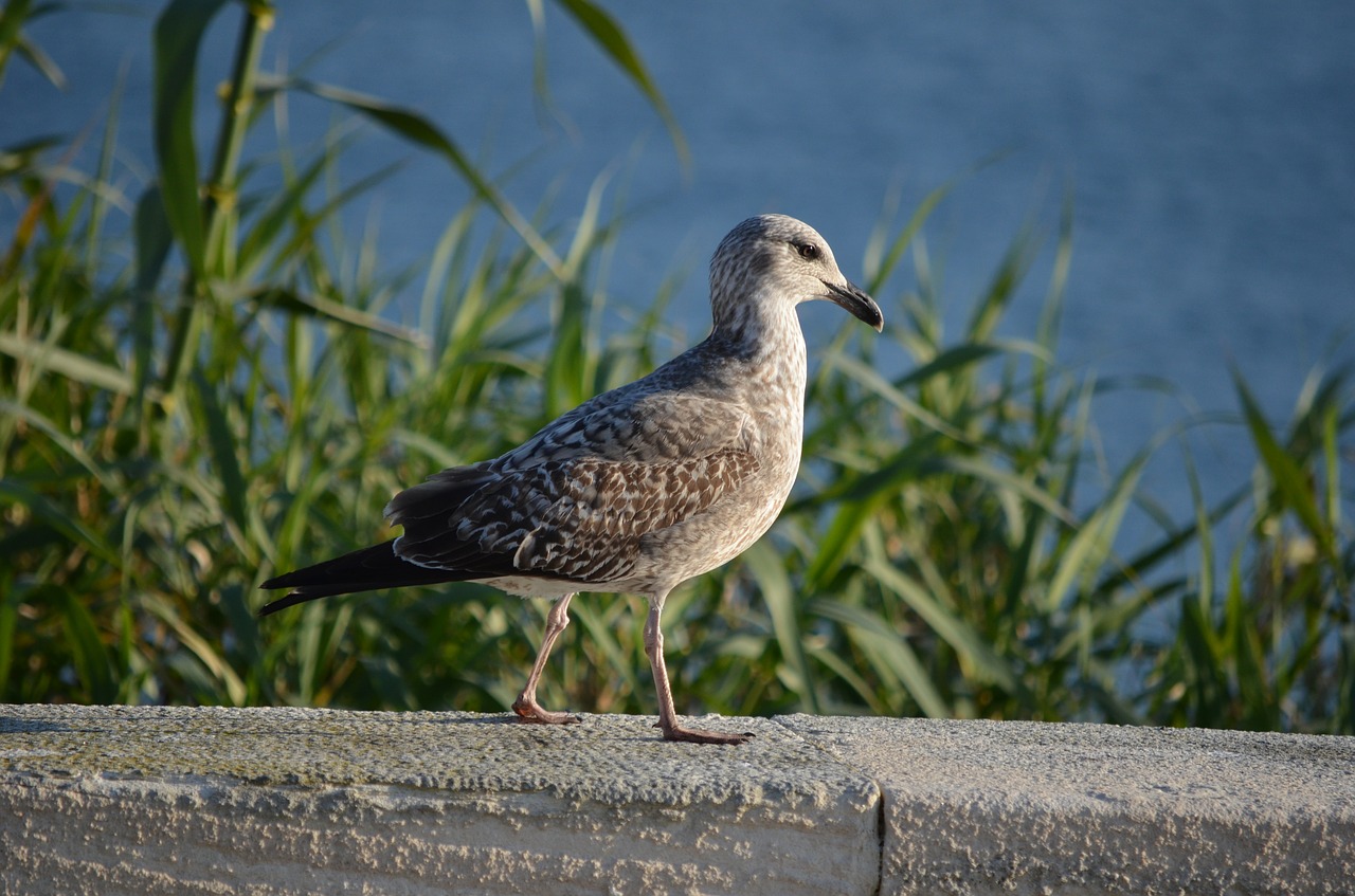 seagull bird nature free photo