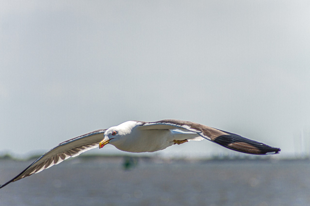 seagull  herring gull  flying free photo