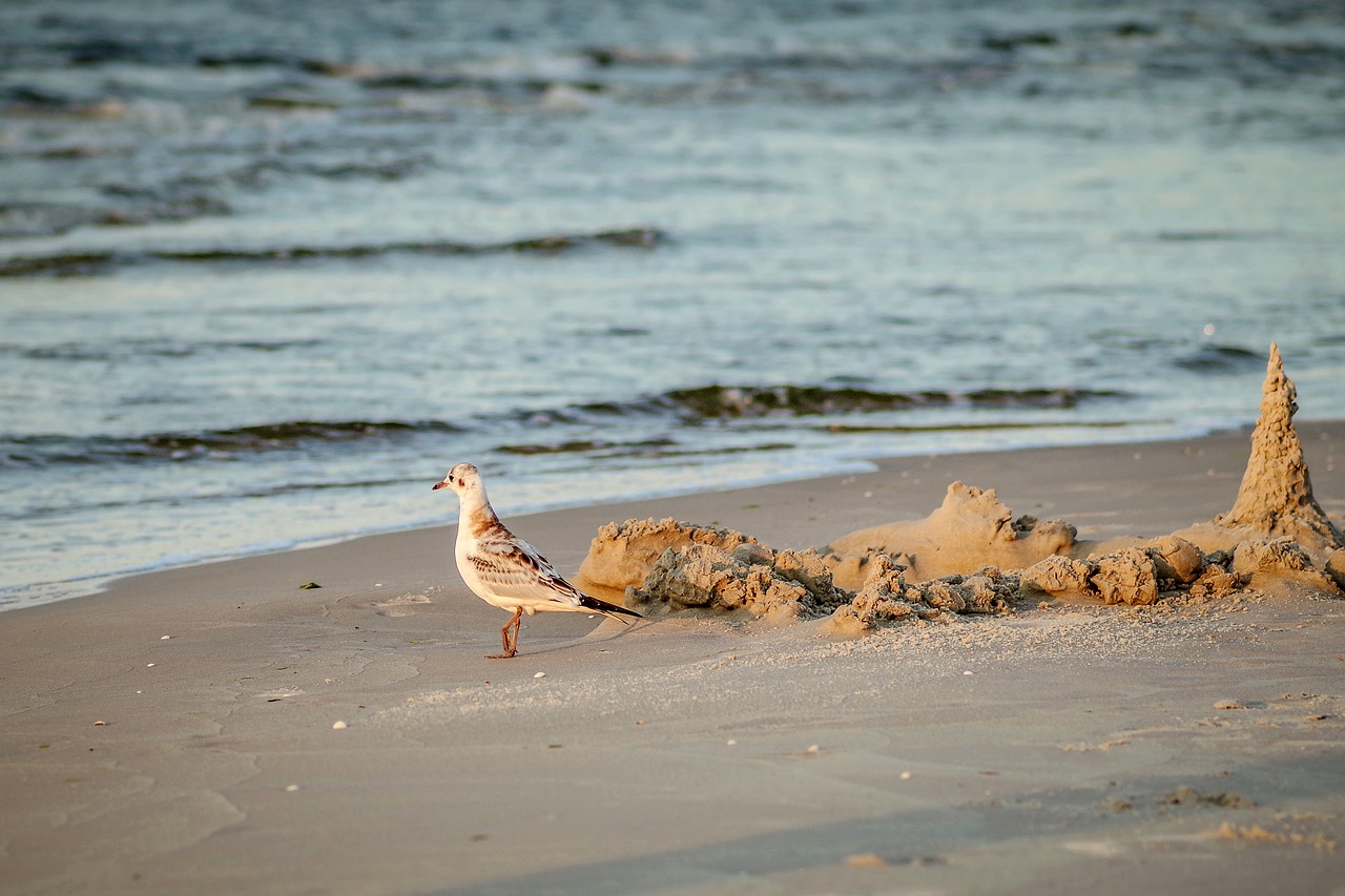 seagull  sea  morning free photo