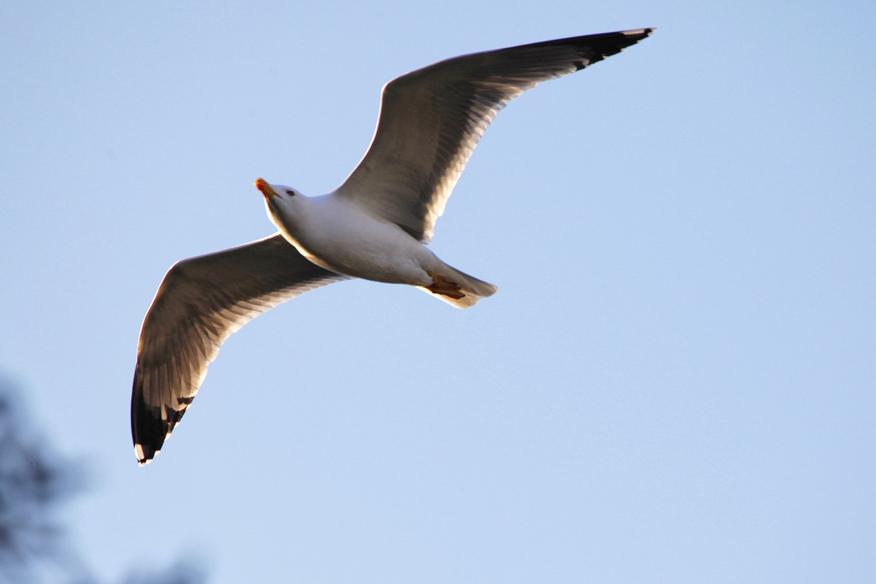 seagull  animal  bird free photo