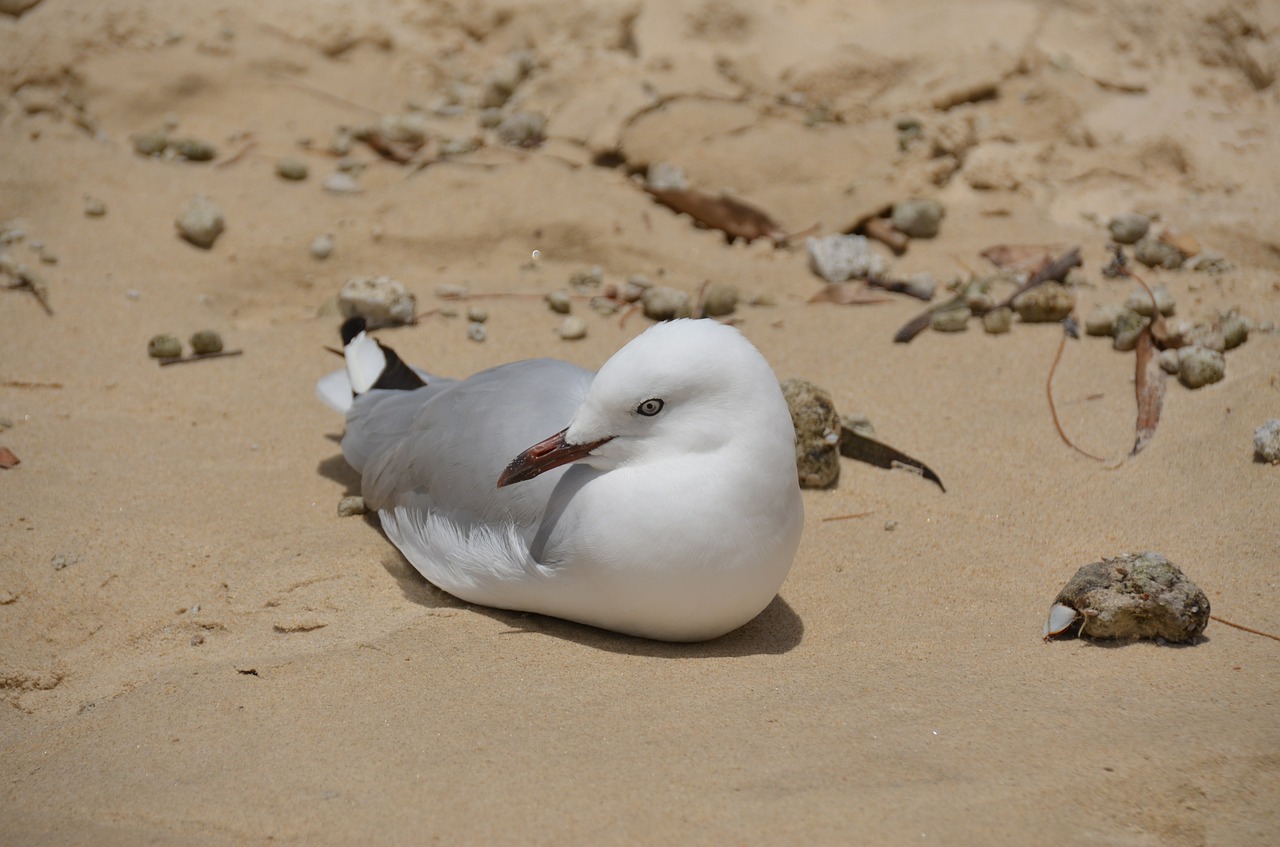 seagull bird sand free photo